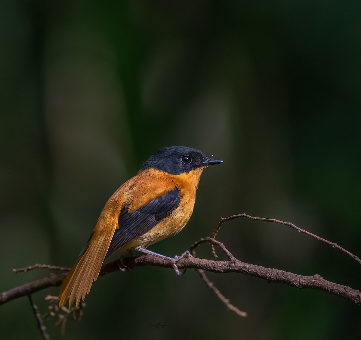 Black-and-orange Flycatcher - BIPLAB BANERJEE
