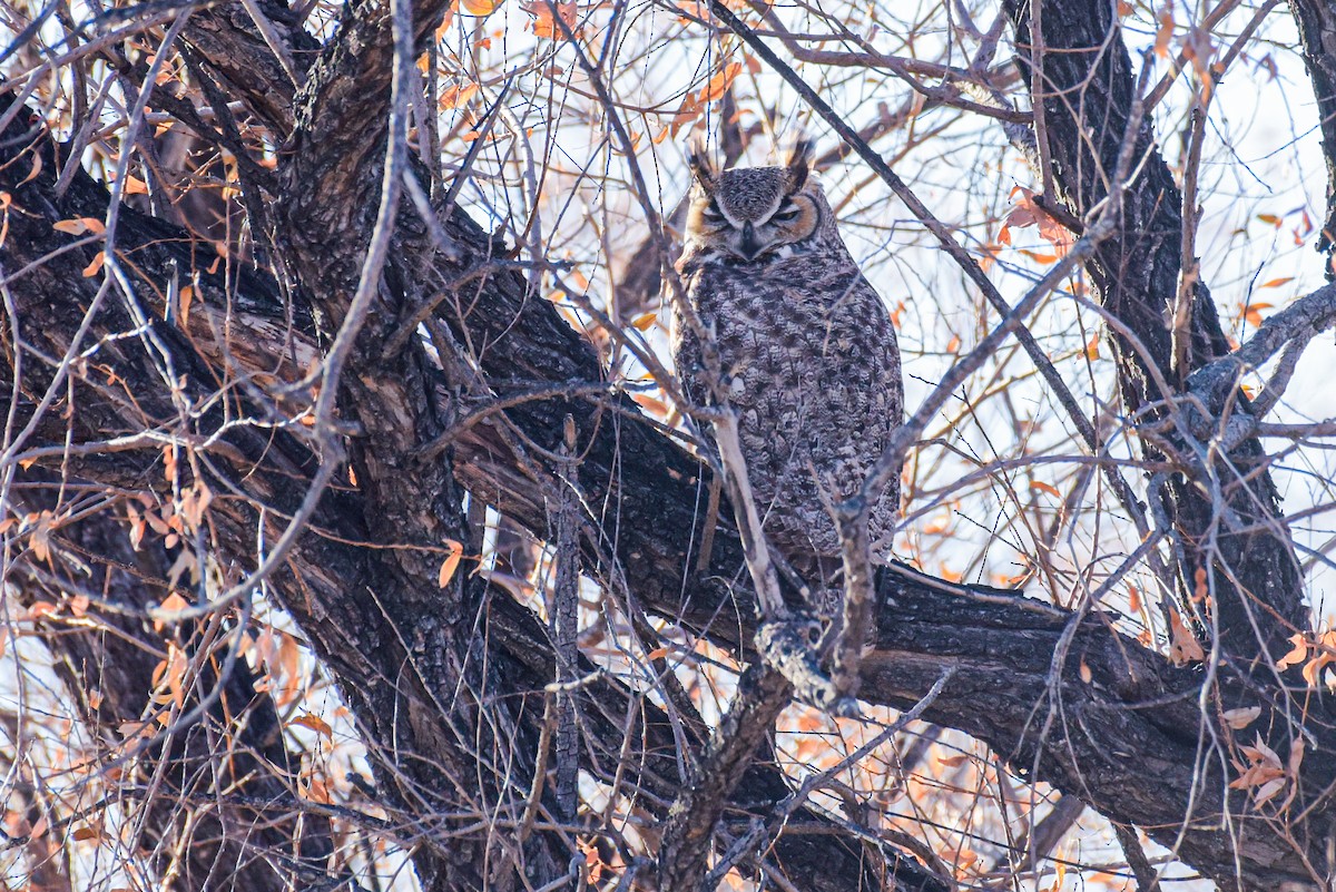 Great Horned Owl - Patrick Maurice