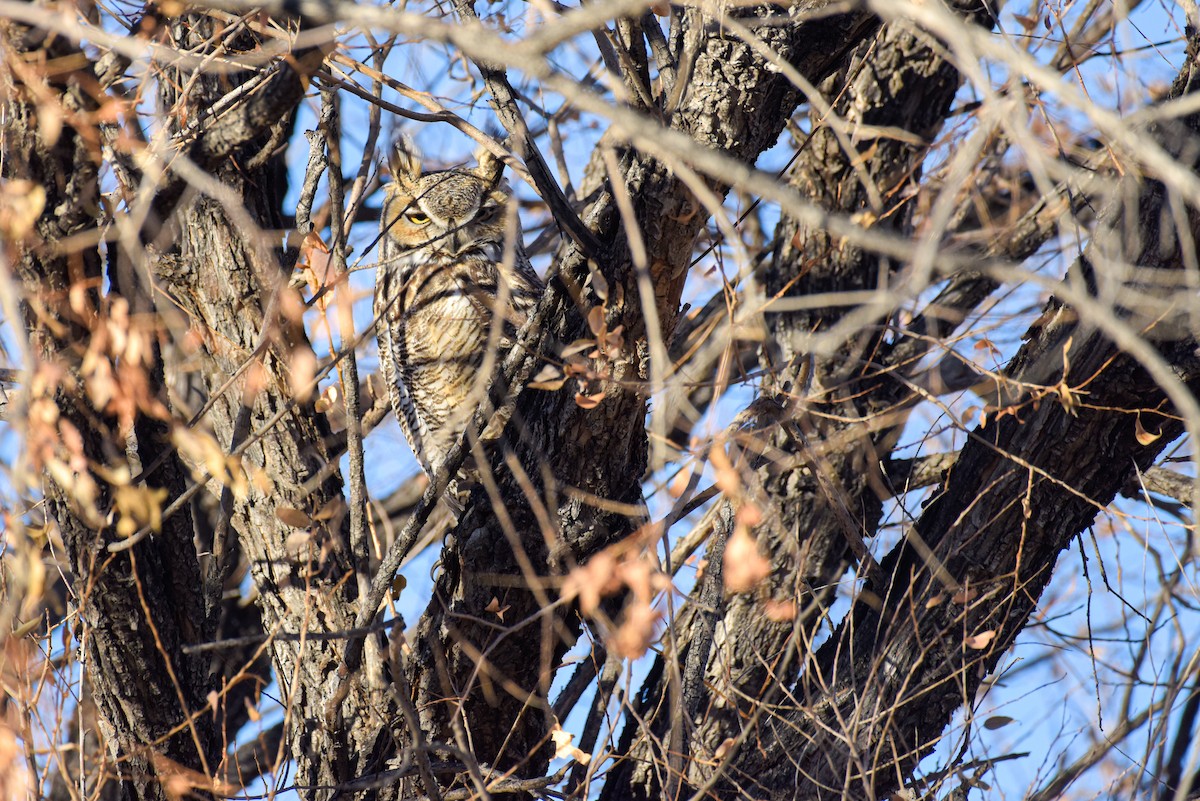 Great Horned Owl - ML616470950