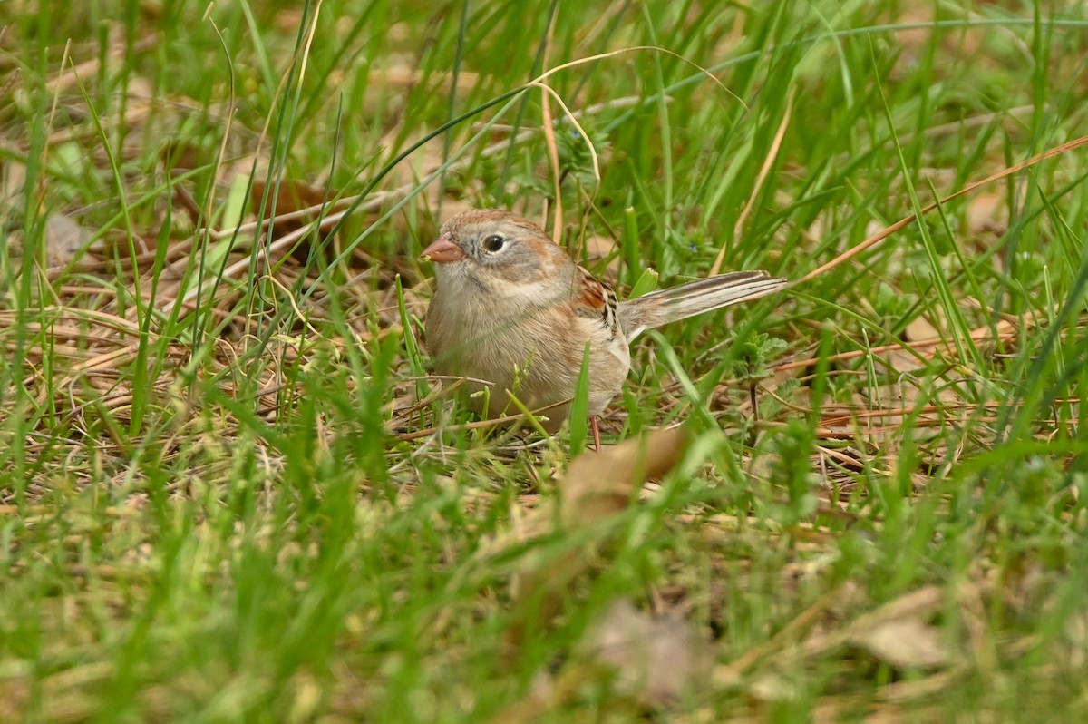 Field Sparrow - ML616470963