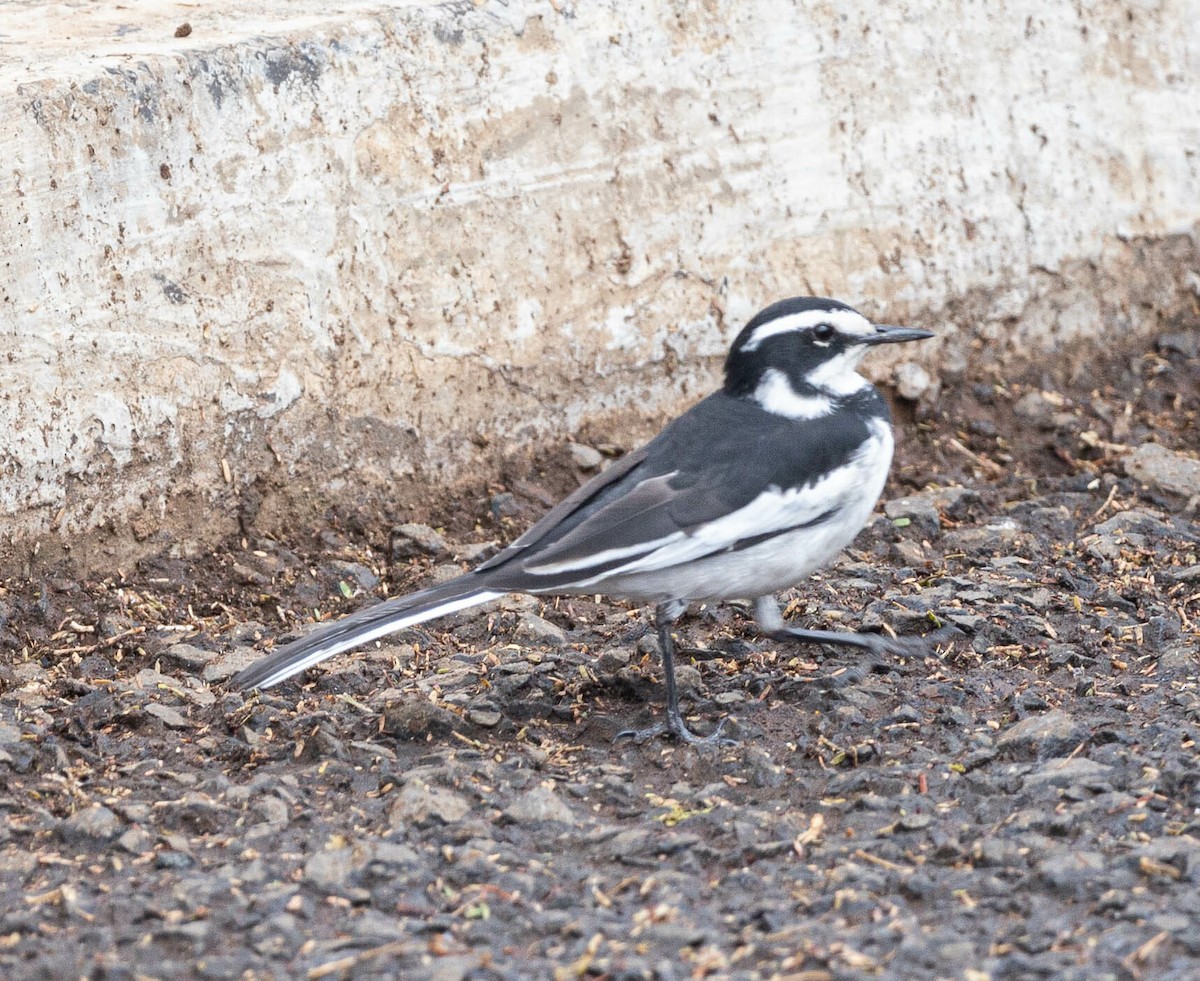African Pied Wagtail - Davide Parisio Perrotti