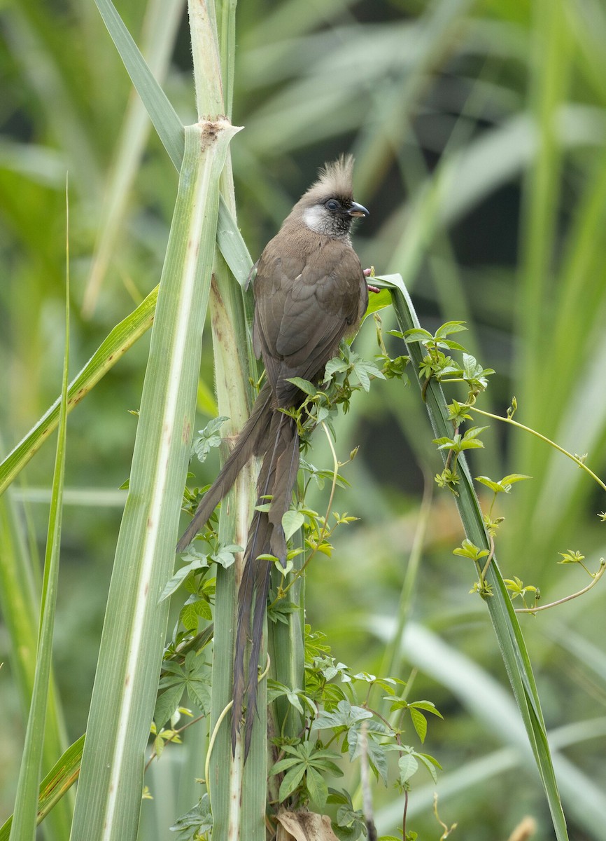 Speckled Mousebird - ML616471073