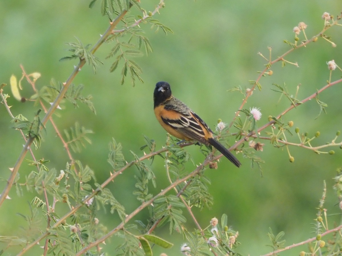 Orchard Oriole (Fuertes's) - ML616471078