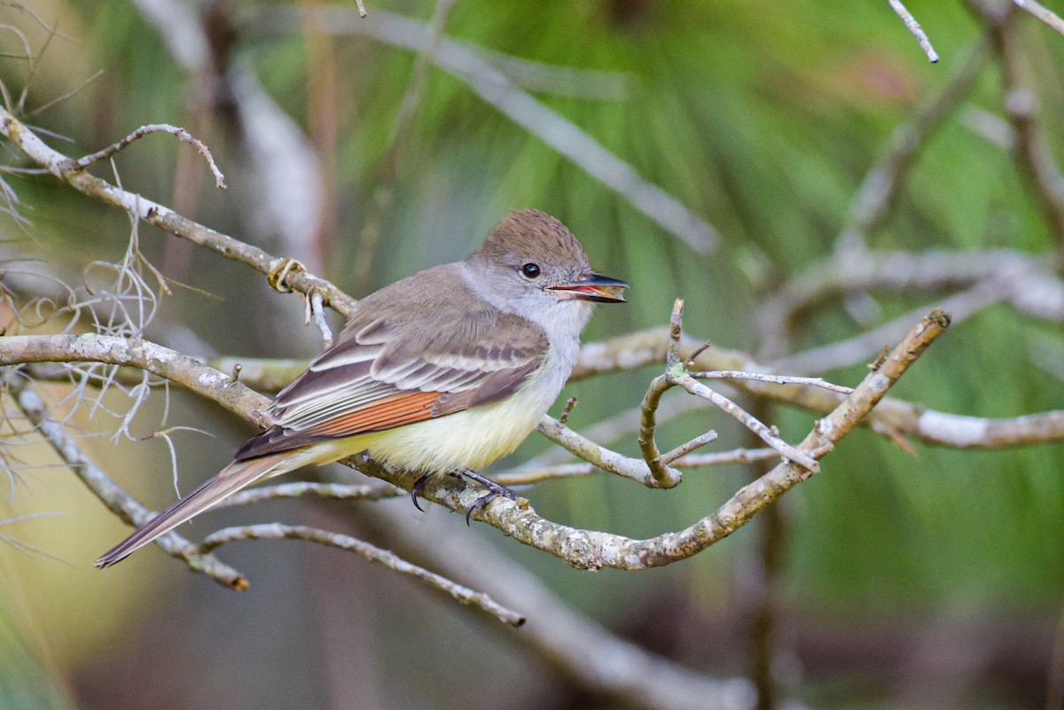 Ash-throated Flycatcher - Patrick Maurice