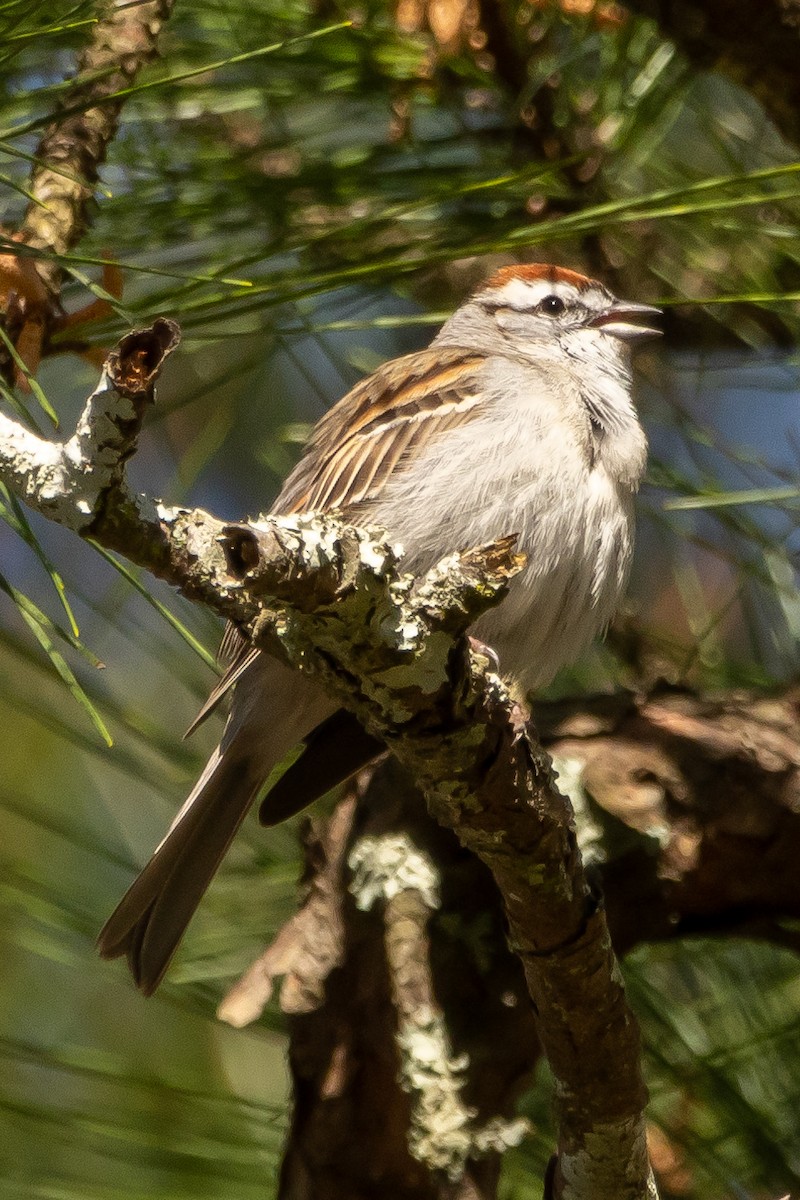 Chipping Sparrow - ML616471093