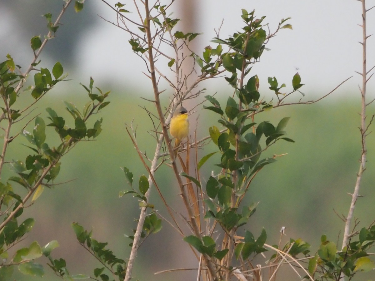 Gray-crowned Yellowthroat - ML616471124