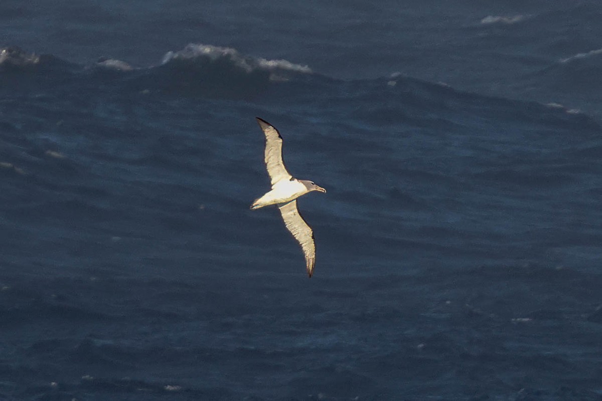 Salvin's Albatross - ML616471217