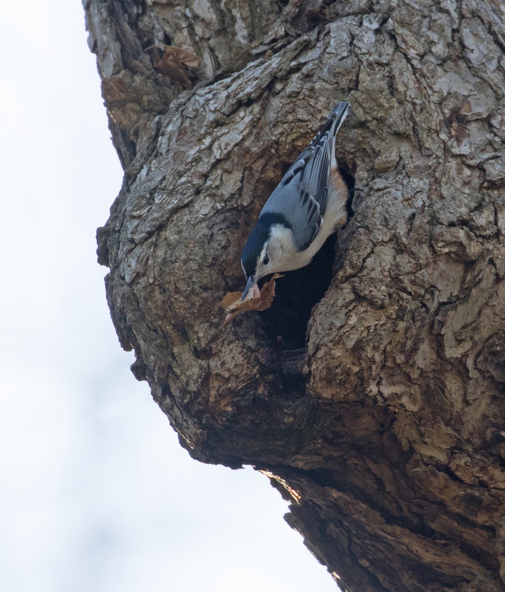 White-breasted Nuthatch - ML616471267
