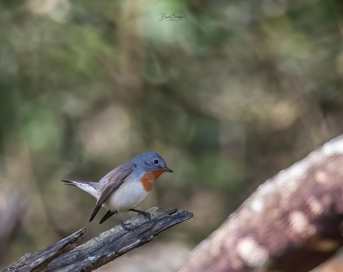 Red-breasted Flycatcher - ML616471278