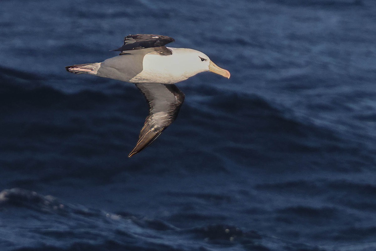 Black-browed Albatross - ML616471311