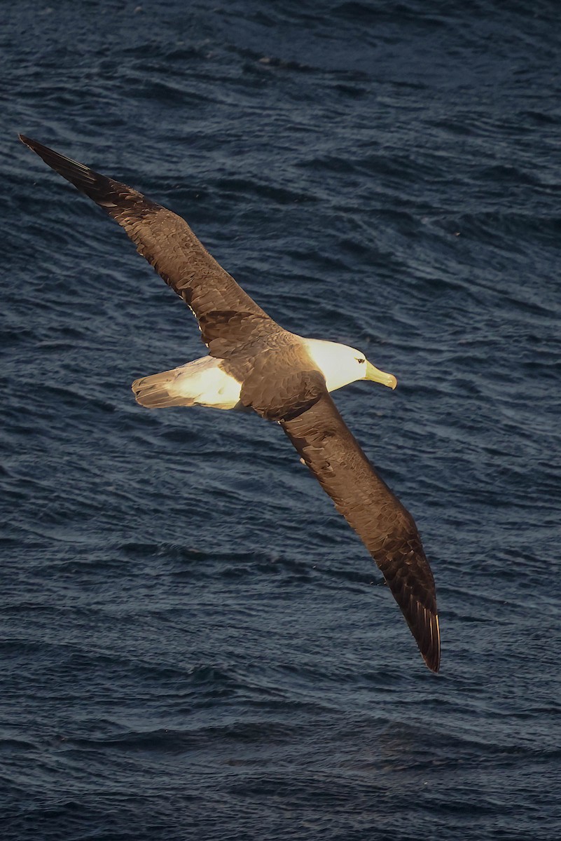 Black-browed Albatross - ML616471313