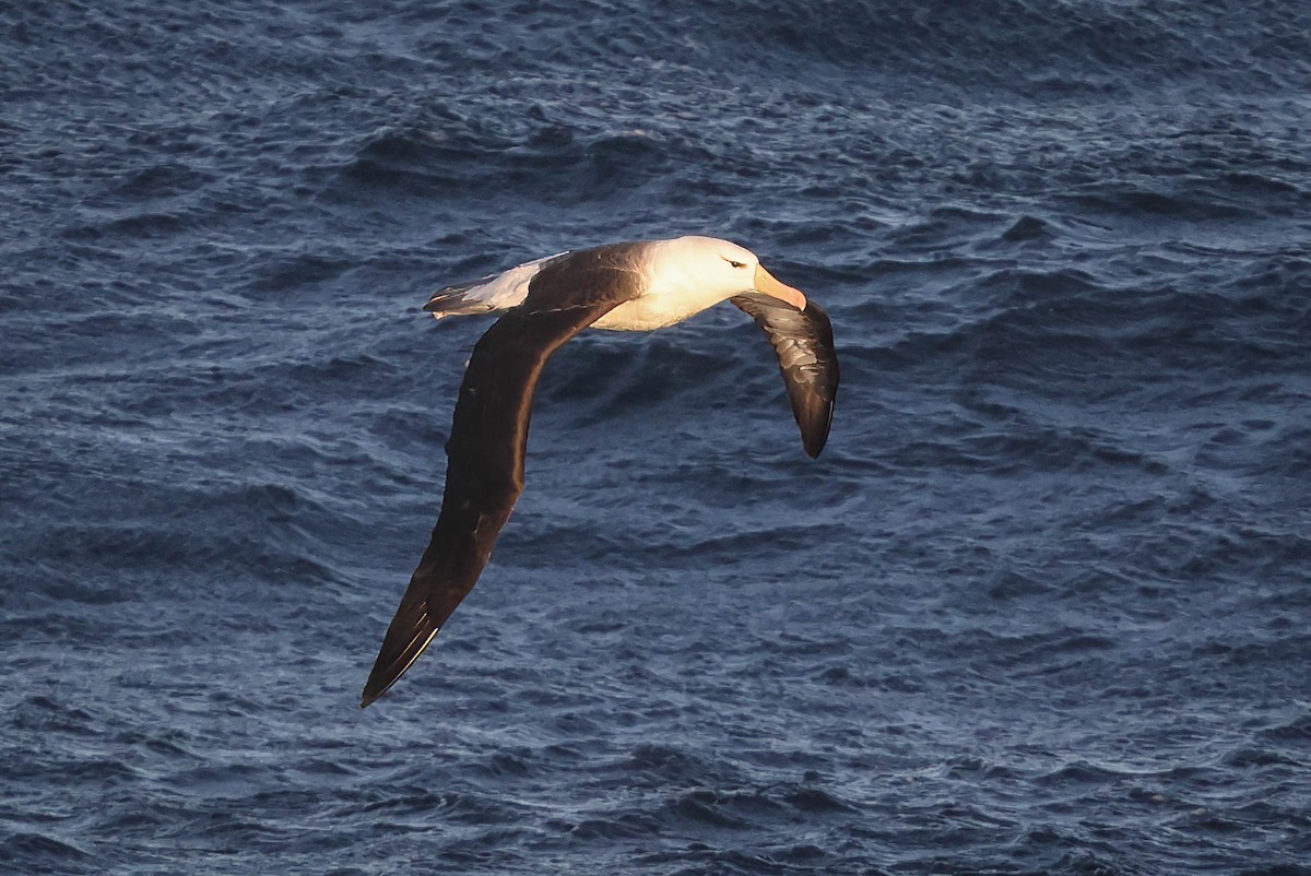 Black-browed Albatross - ML616471314