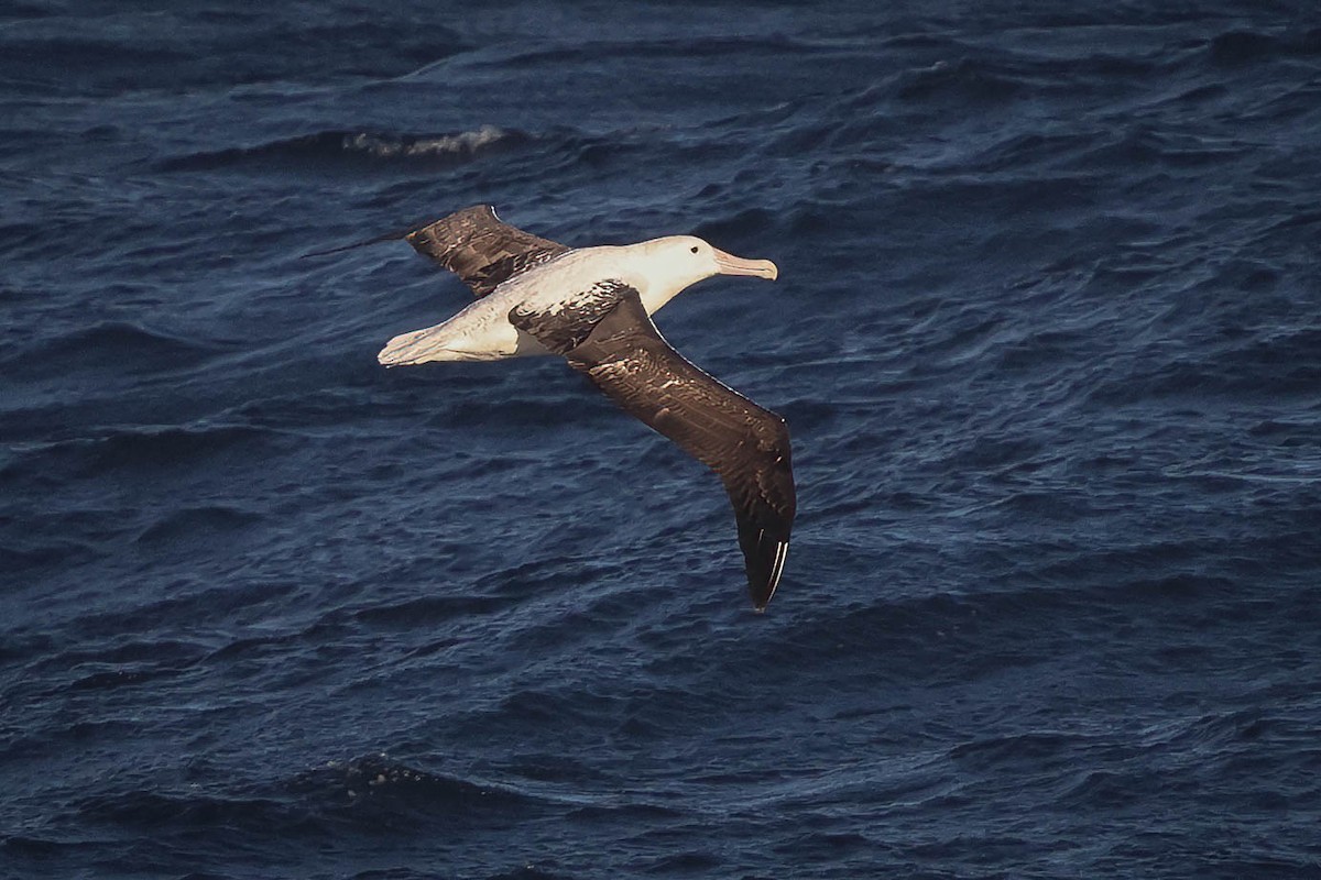 Northern/Southern Royal Albatross - Skip Russell