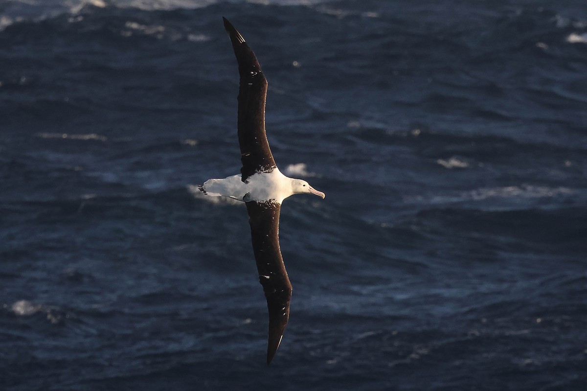 Northern/Southern Royal Albatross - ML616471354