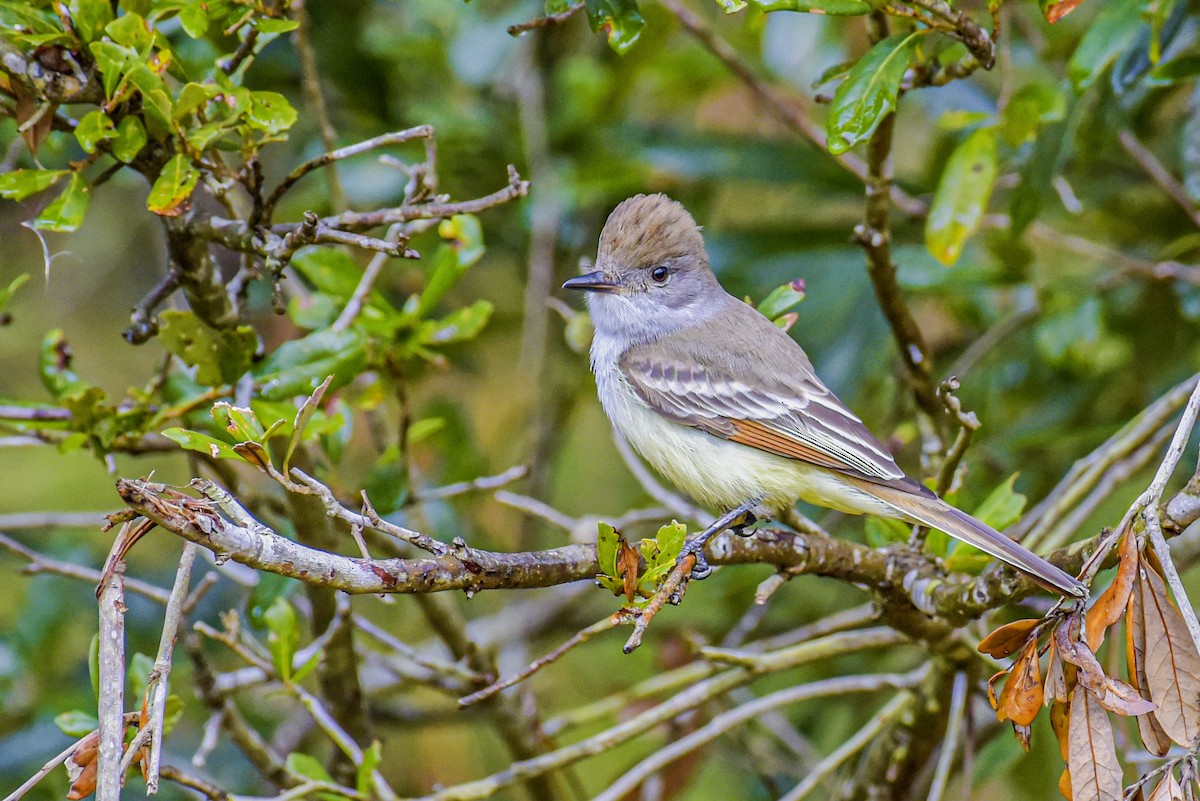 Ash-throated Flycatcher - Patrick Maurice
