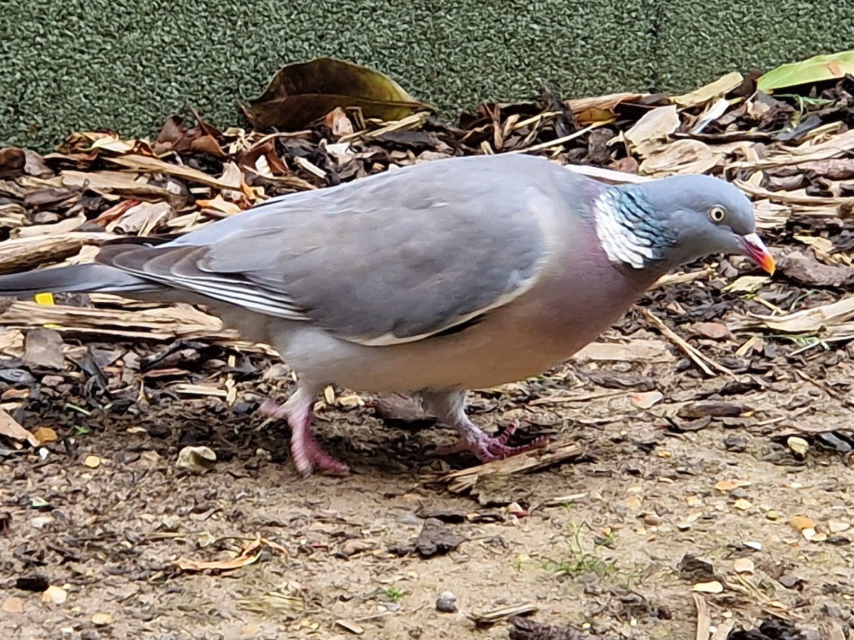 Pigeon ramier (groupe palumbus) - ML616471445