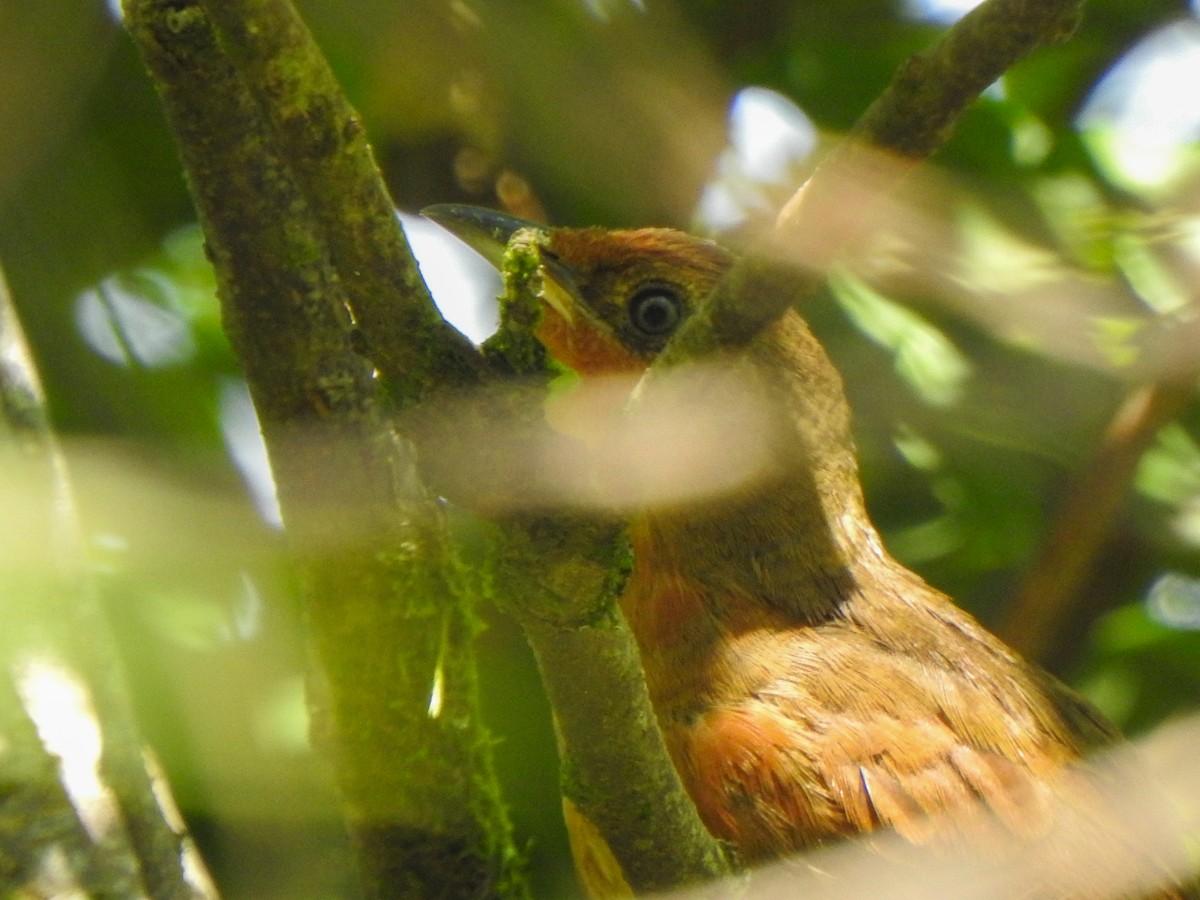Orange-breasted Thornbird - ML616471569