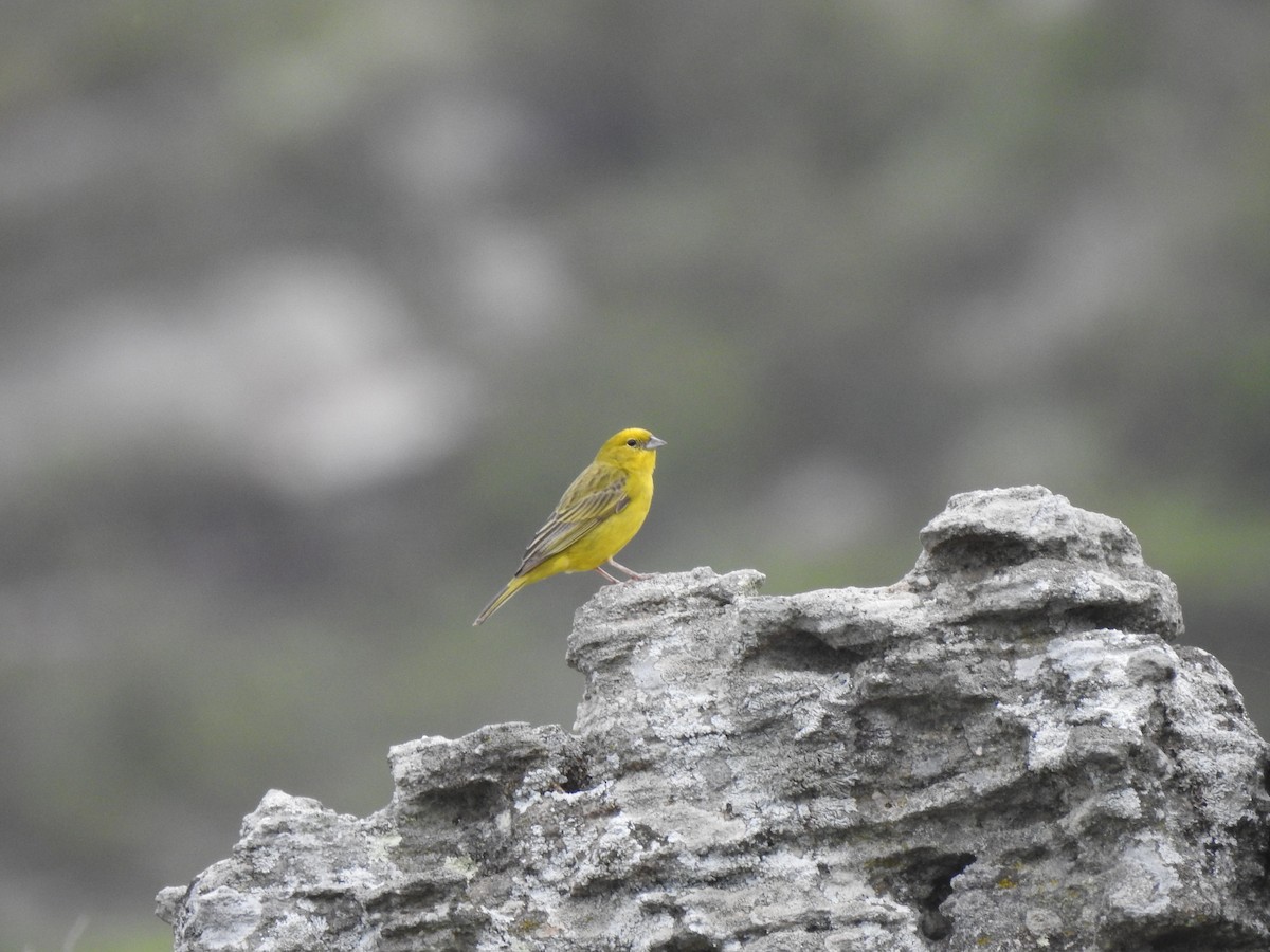 Stripe-tailed Yellow-Finch - ML616471679