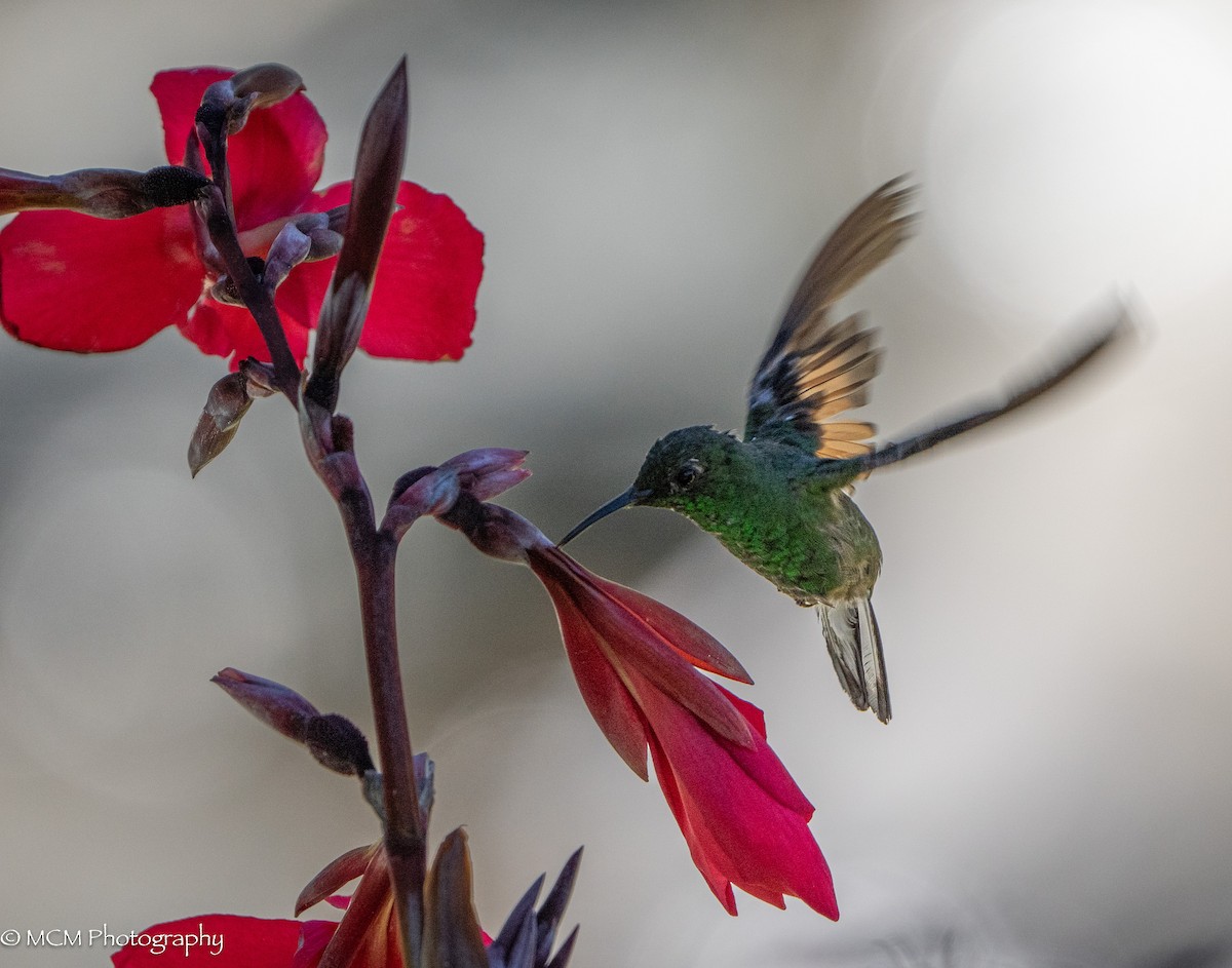 Stripe-tailed Hummingbird - ML616471720