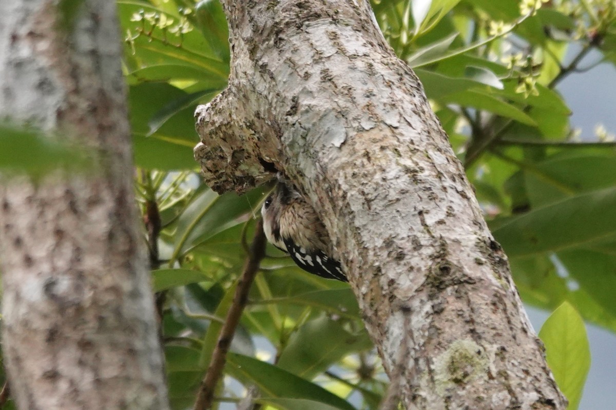 Gray-capped Pygmy Woodpecker - ML616471848