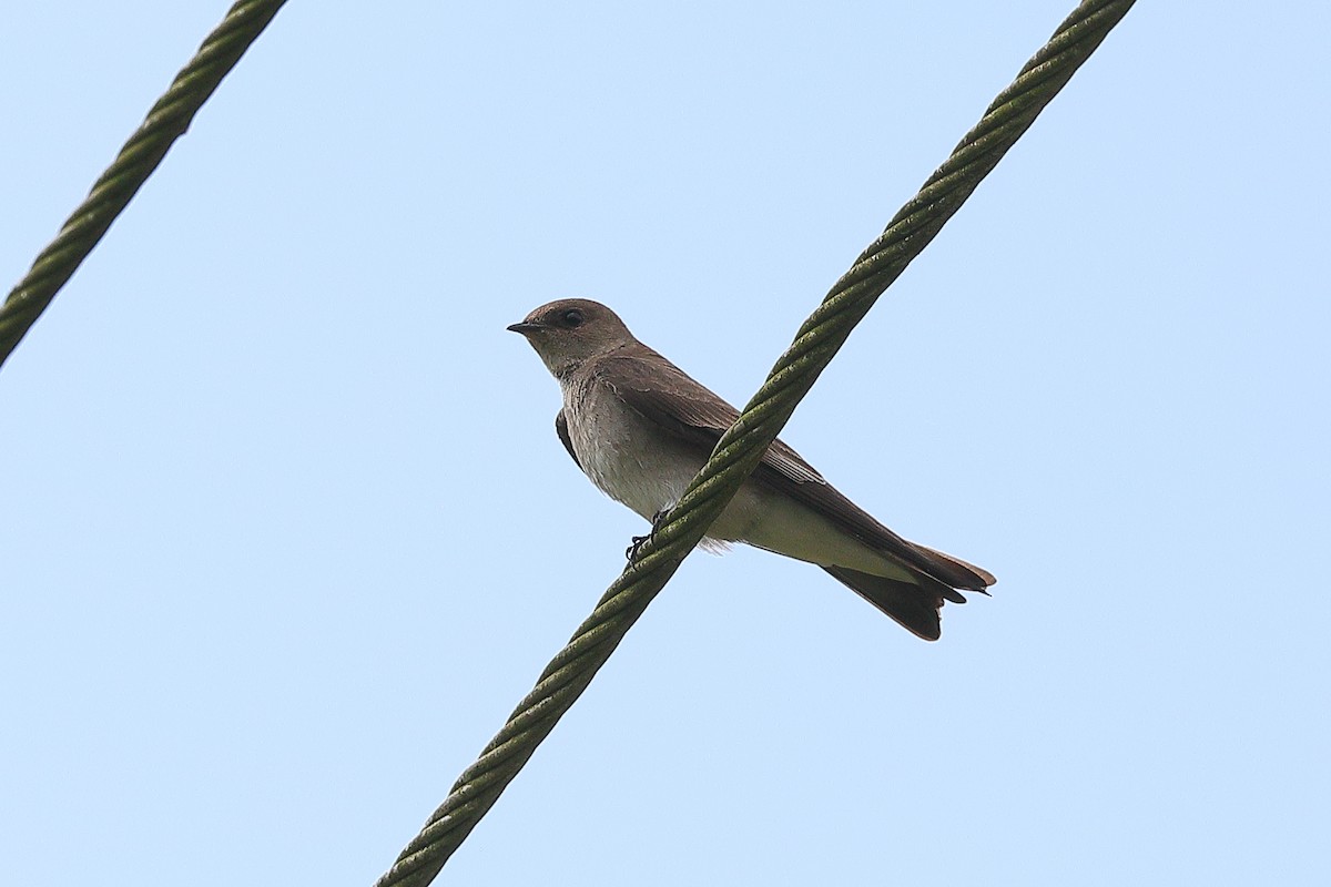 Northern Rough-winged Swallow - ML616471850