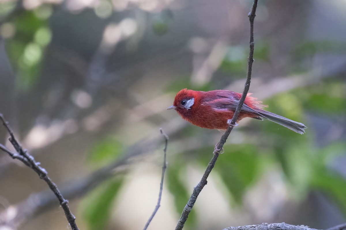 Red Warbler (White-cheeked) - ML616471915