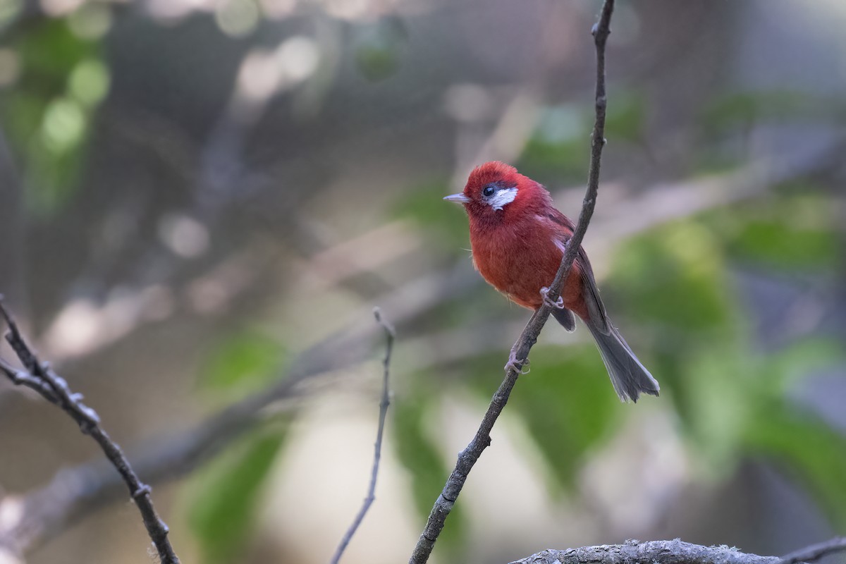 Red Warbler (White-cheeked) - ML616471924