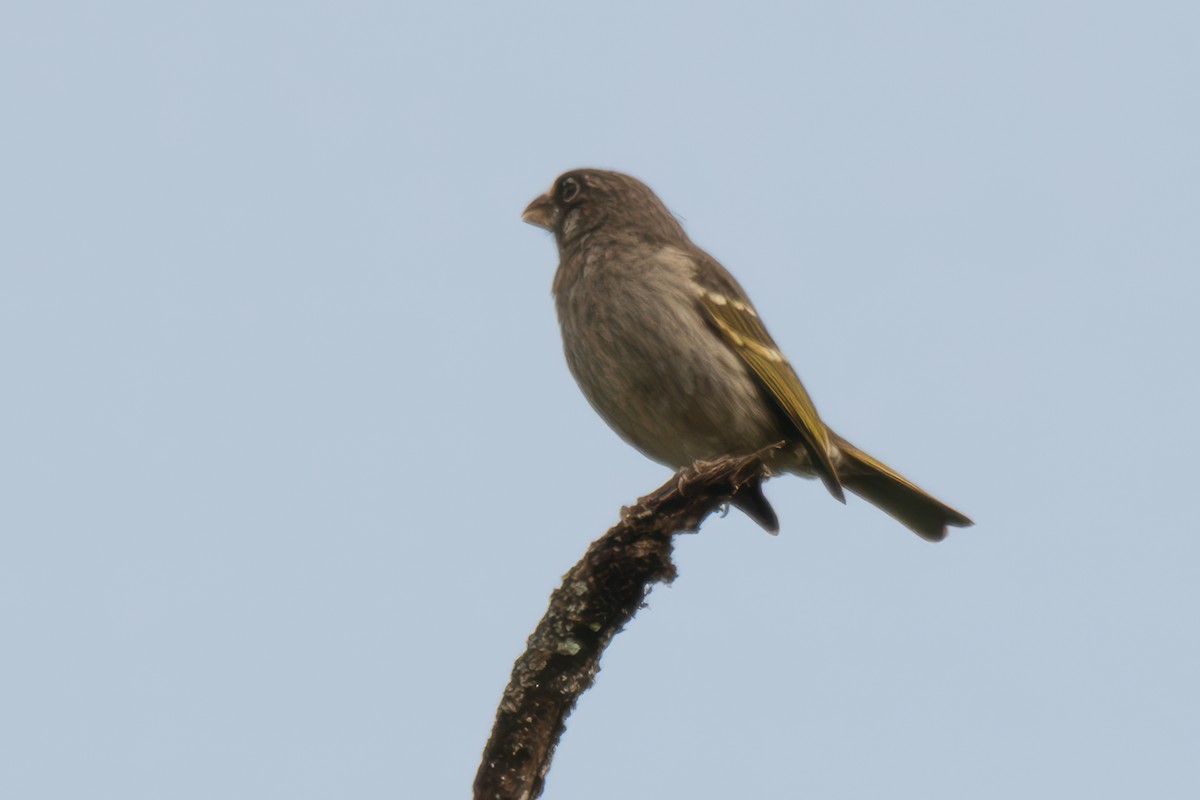 Thick-billed Seedeater - ML616471926
