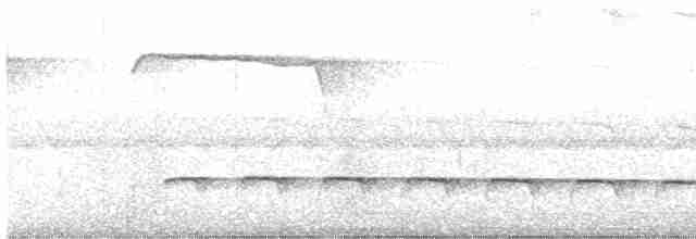 Weißbinden-Ameisenvogel - ML616471935