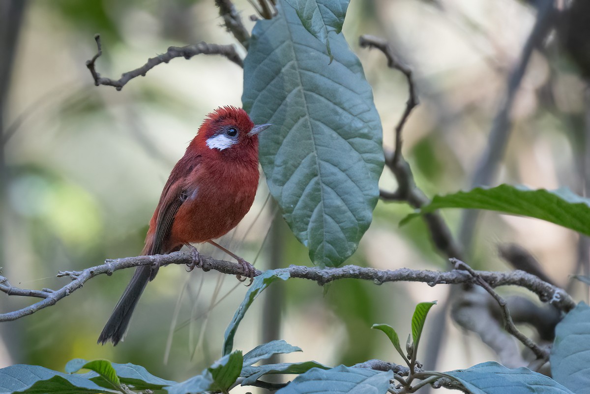 Red Warbler (White-cheeked) - ML616471937