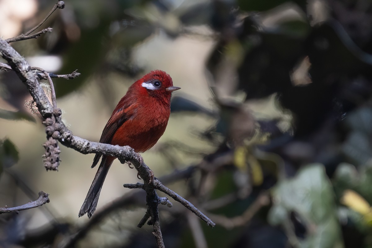 Red Warbler (White-cheeked) - ML616471947