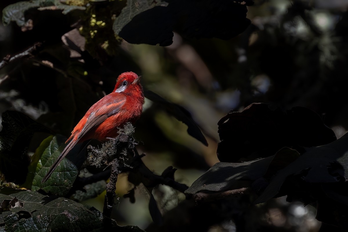 Red Warbler (White-cheeked) - ML616471954