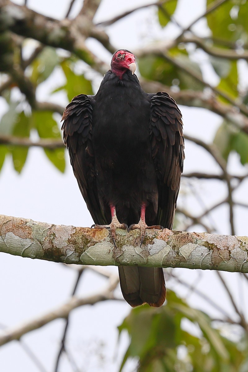 Turkey Vulture - ML616471962