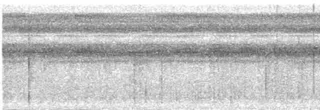 Undulated Tinamou - ML616472098