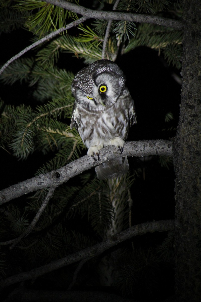 Boreal Owl - ML616472101