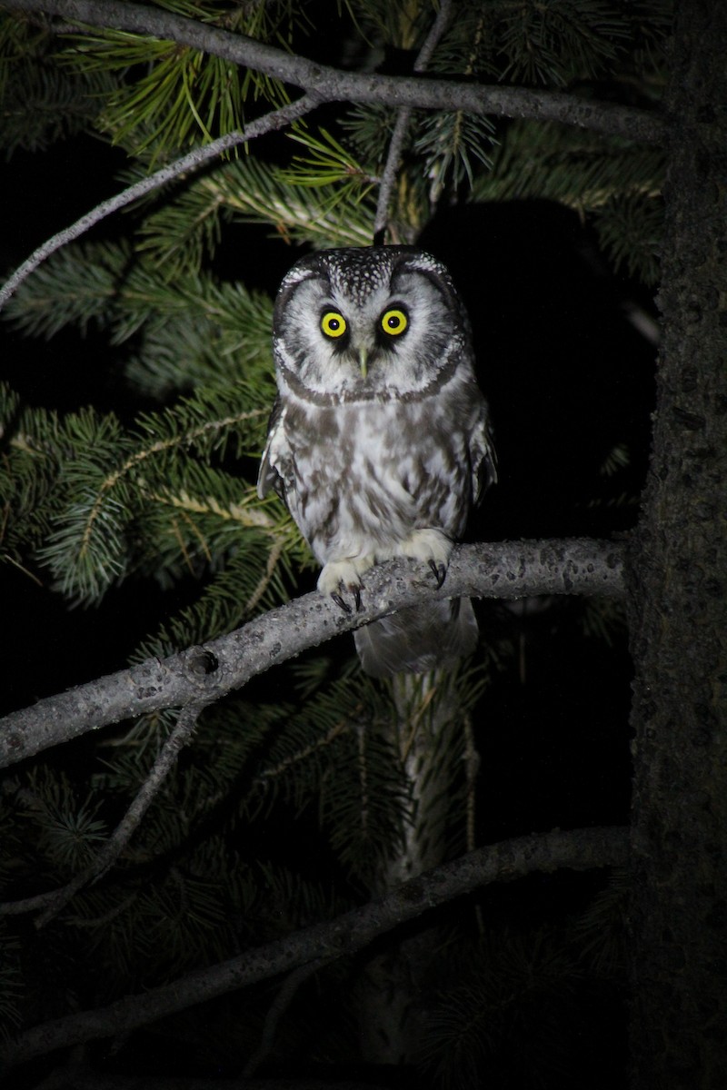 Boreal Owl - ML616472103