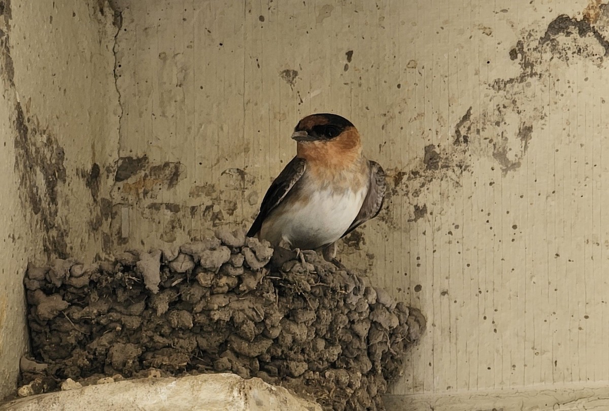 Cave Swallow - ML616472148