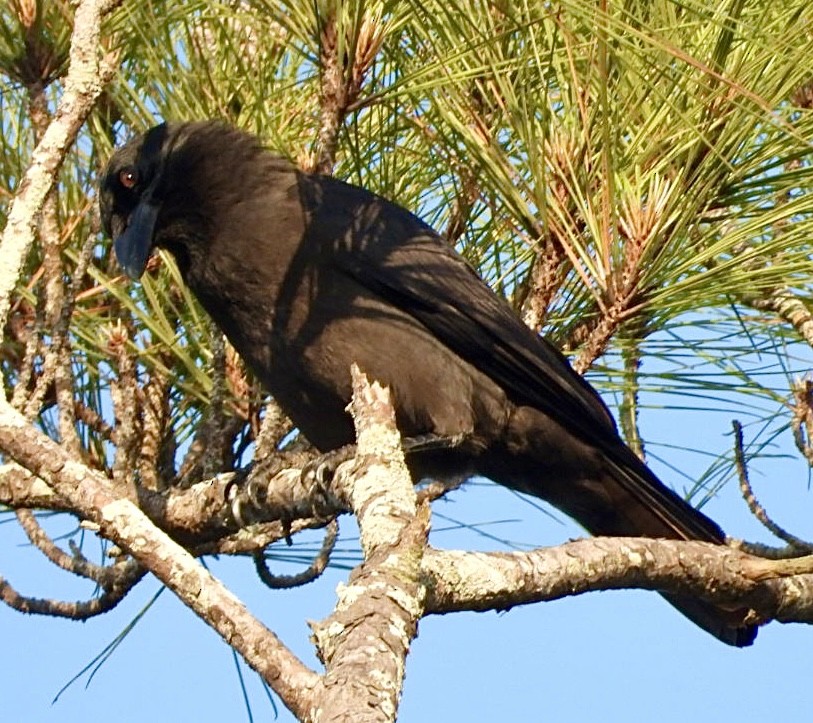 Jamaican Crow - ML616472149