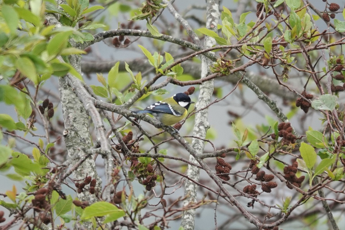 Green-backed Tit - ML616472184