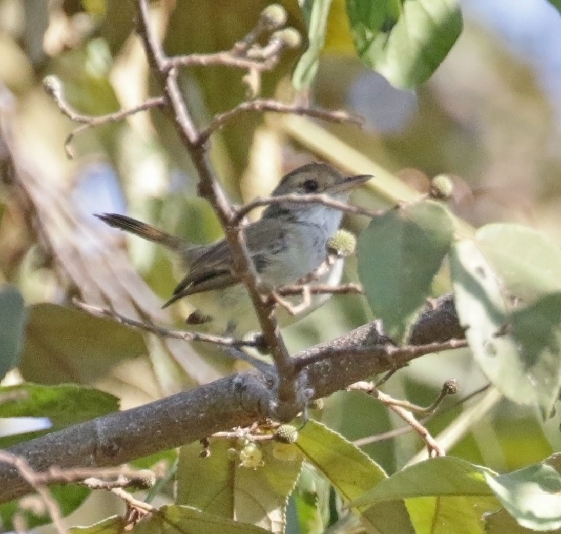 Fulvous-crowned Scrub-Tyrant - ML616472222