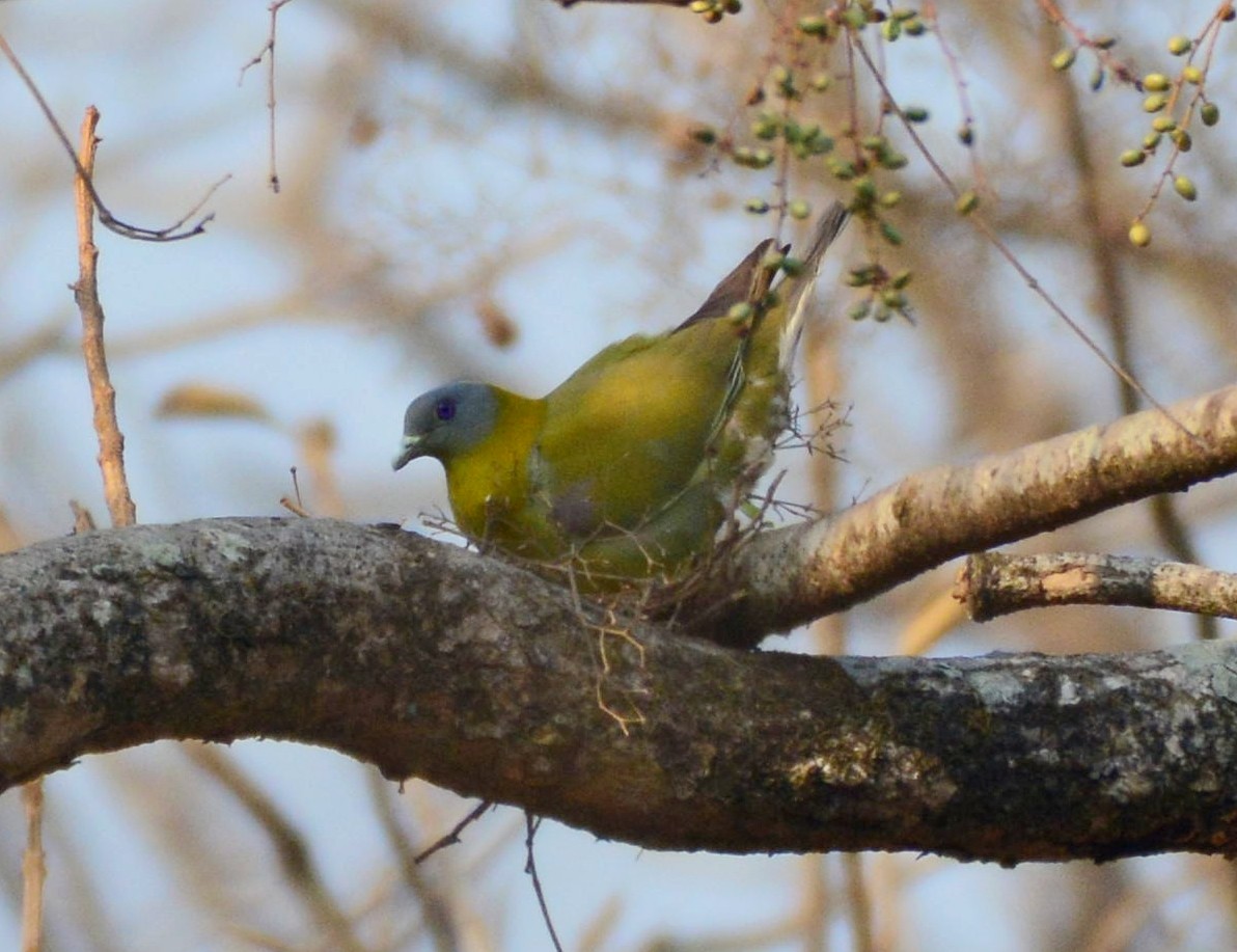 Yellow-footed Green-Pigeon - ML616472229