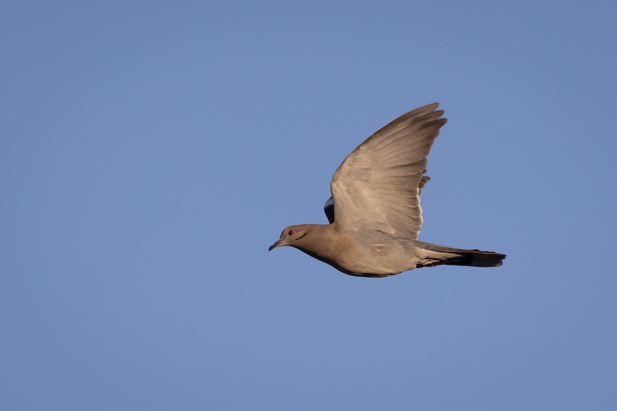 White-winged Dove - ML616472284