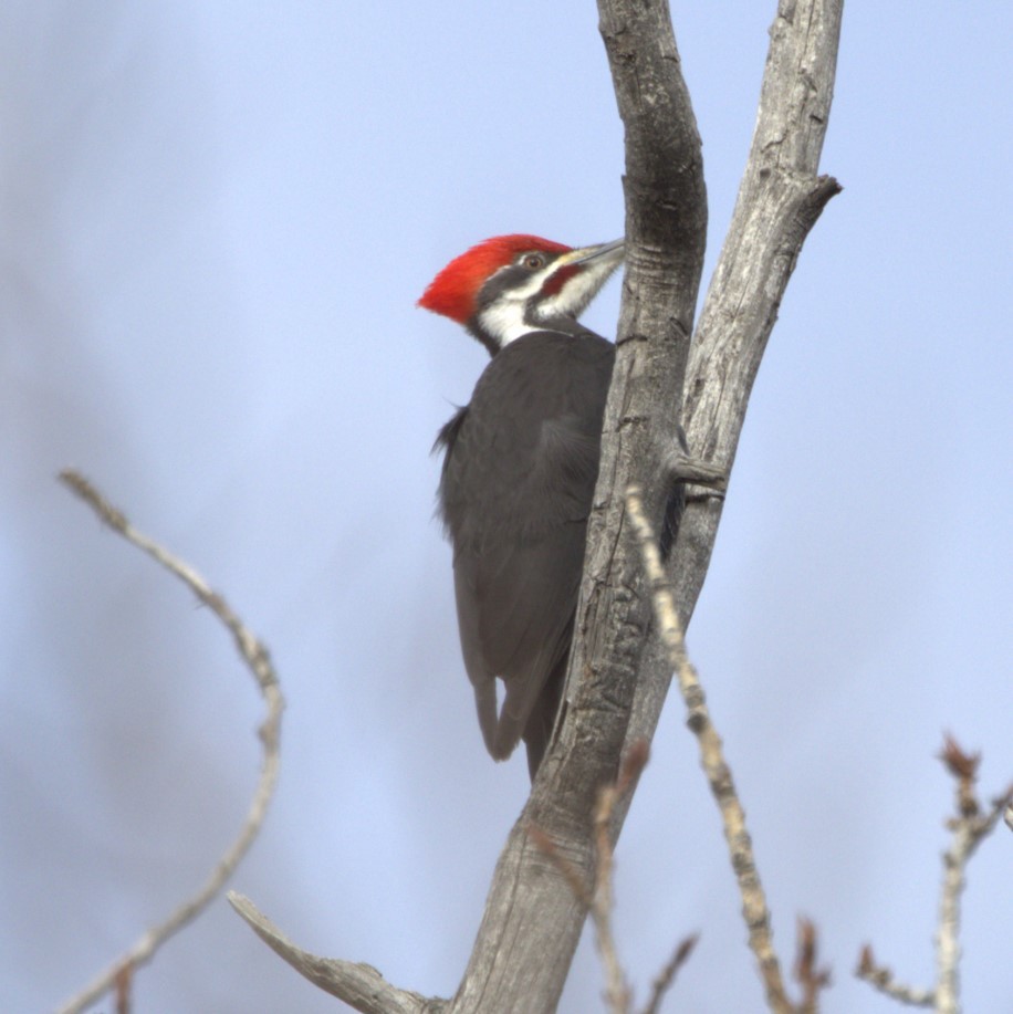 Pileated Woodpecker - ML616472289