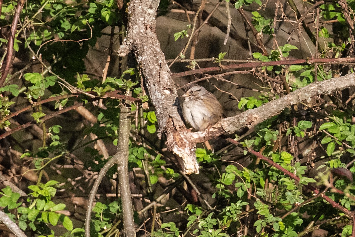 Swamp Sparrow - ML616472296