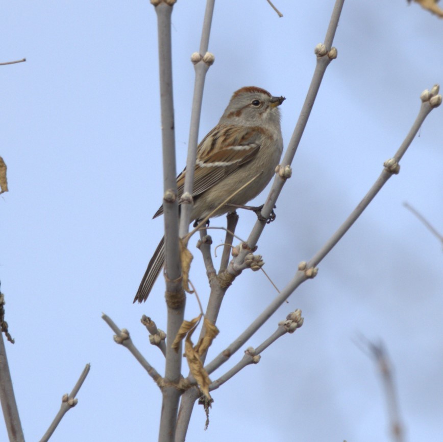 American Tree Sparrow - ML616472316