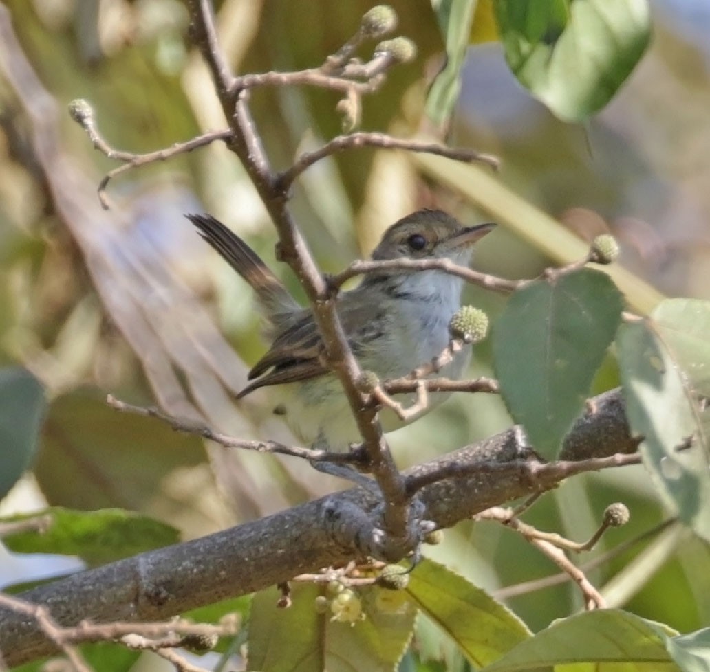 Fulvous-crowned Scrub-Tyrant - ML616472388
