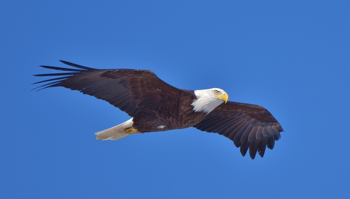 ML616472437 - Bald Eagle - Macaulay Library