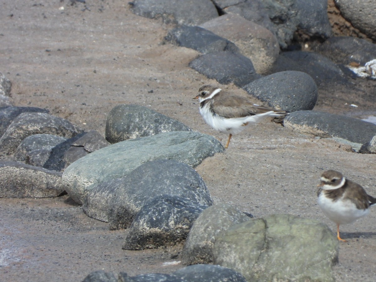 Semipalmated Plover - ML616472515