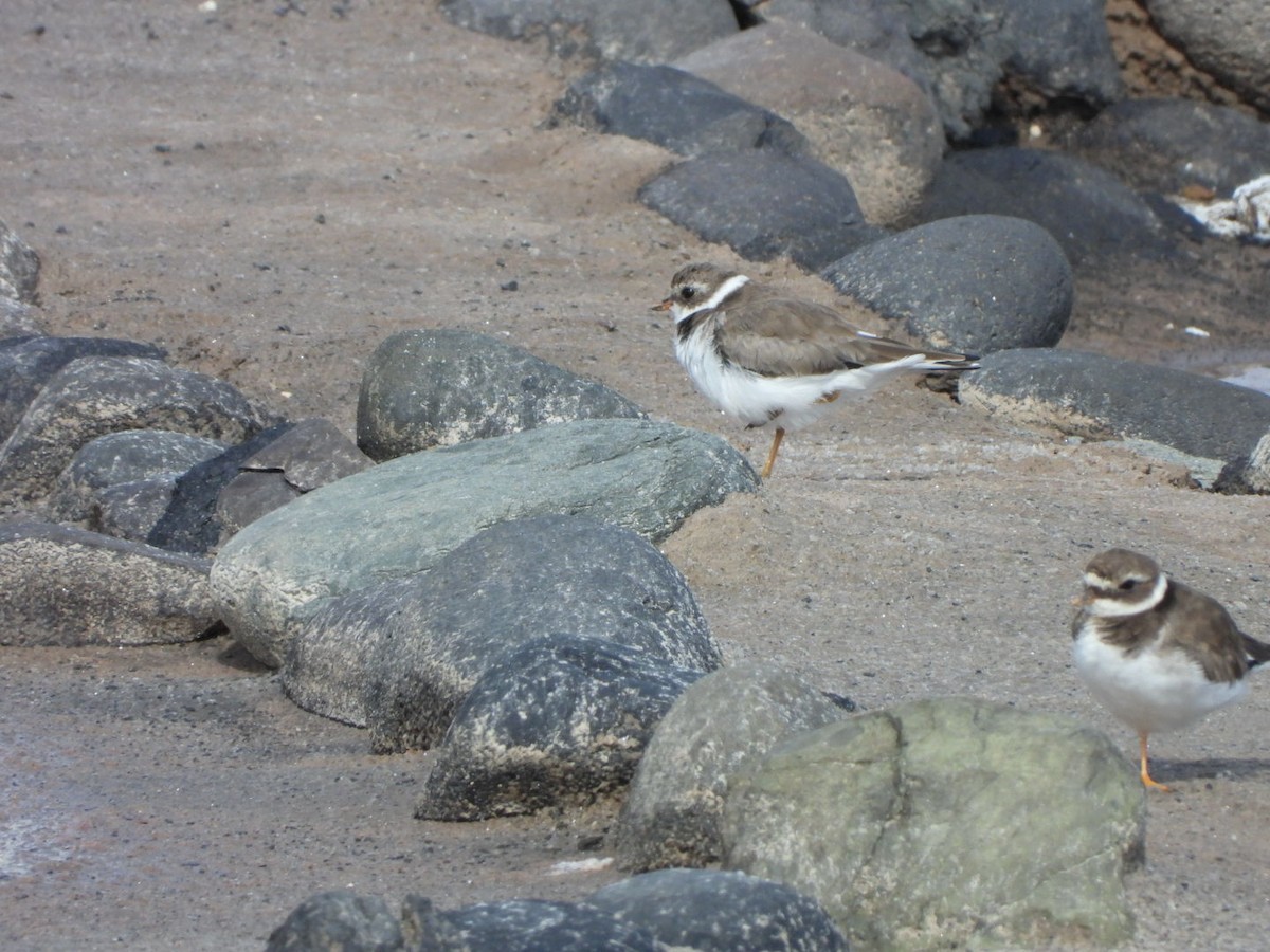 Semipalmated Plover - ML616472517