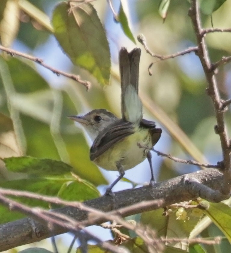 Fulvous-crowned Scrub-Tyrant - ML616472529